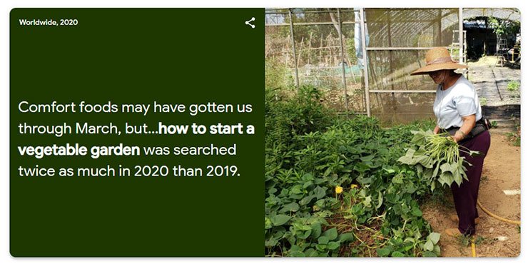 how-to-start-vegitable-garden-searches